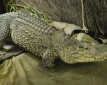 Un ejemplar del Crocodylus rhombifer