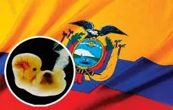 Ecuador: Campaña de correos para evitar despenalización del aborto