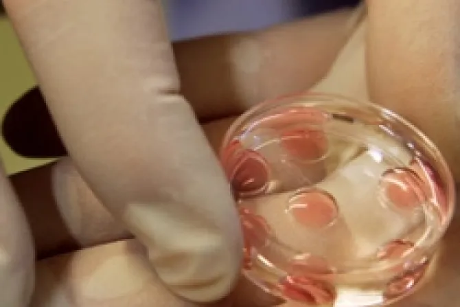Fertilización in vitro con "tres padres" es muy peligrosa, alertan pro-vidas