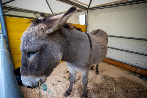 Animales en el Vaticano este 17 de enero. Crédito: Daniel Ibáñez/ACI Prensa