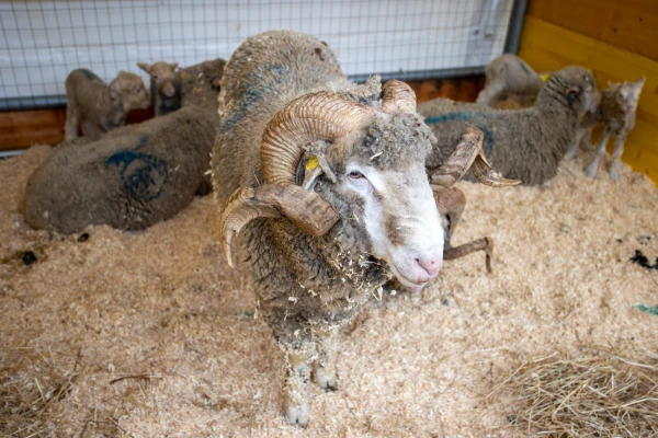 La granja llega al Vaticano en el día de San Antonio Abad. Crédito: Daniel Ibáñez/ ACI Prensa
