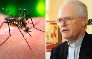 Foto : Mosquito Aedes Aegypti y el Cardenal Odilo Scherer  / Cru00e9dito : Wikipedia (Dominio Pu00fablico / Marcello Casal (CC-BY-3.0-BR)  Wikipedia (Dominio Pu00fablico / Marcello Casal (CC-BY-3.0-BR)