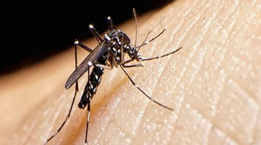 Mosquito Aedes aegypti, principal transmisor del virus zika. Foto: Agencia ANDINA.
