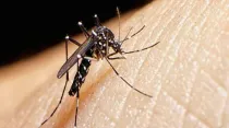 Mosquito Aedes aegypti, principal transmisor del virus zika. Foto: Agencia ANDINA.