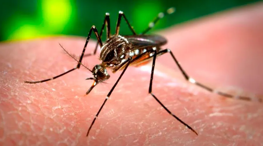 Foto : Mosquito Aedes Aegypti / Crédito : Wikipedia (Dominio Público)?w=200&h=150
