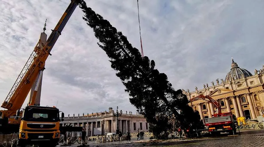 El árbol de Navidad ya se alza en la Plaza de San Pedro del Vaticano