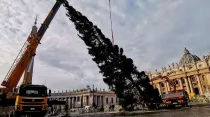 Instalación del árbol de Navidad en el Vaticano. Foto: ACI Prensa