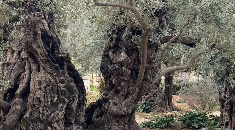 ¿Se puede ver el rostro de Jesús en un árbol del huerto de Getsemaní?