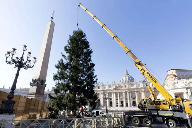 Vaticano anuncia cómo serán el pesebre y el árbol de Navidad de la Plaza de San Pedro