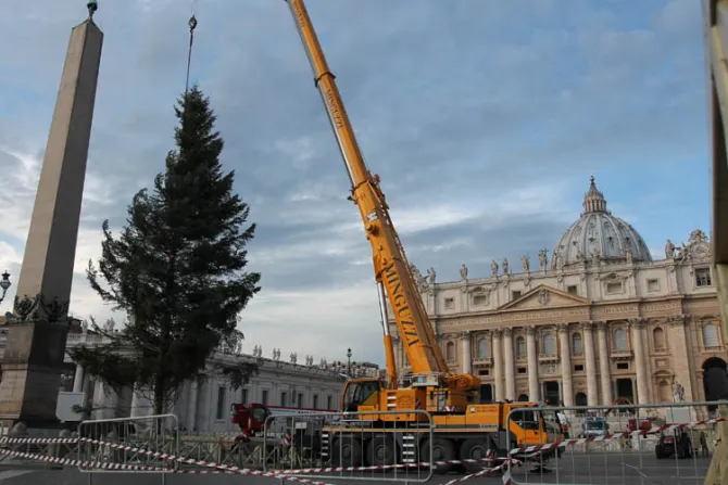 El Vaticano ya tiene su Árbol de Navidad