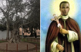 u00c1rbol que habru00eda plantado San Martu00edn de Porres - Imagen de San Martu00edn de Porres / Foto: Ximena Rondu00f3n (ACI Prensa) - Wikipedia Areyes108 (CC BY-SA 3.0) 