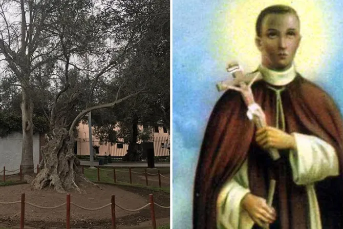 Hallan árbol que habría plantado San Martín de Porres hace unos 400 años en Perú
