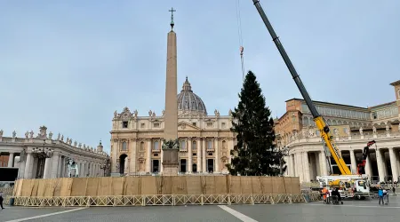 El árbol de la Navidad 2021 ya llegó al Vaticano