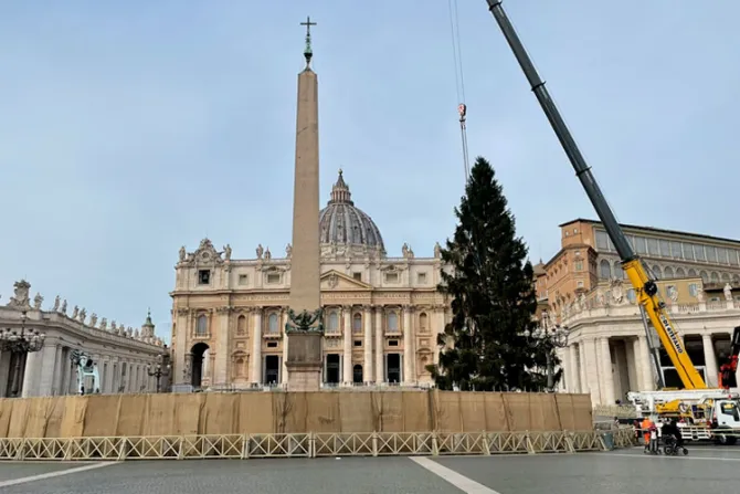El árbol de la Navidad 2021 ya llegó al Vaticano
