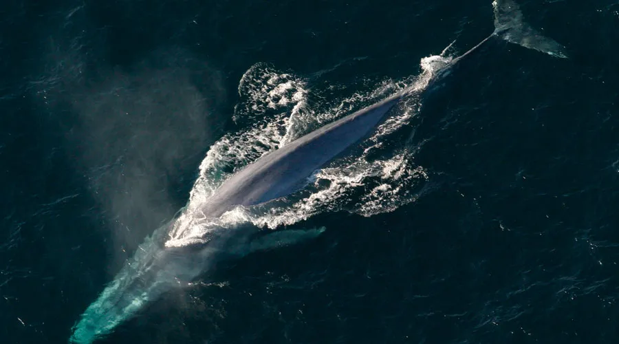 Una ballena azul. Foto: Pixabay (dominio público)?w=200&h=150