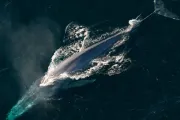 No dejemos que “ballenas” maten a nuestros jóvenes, exhorta Obispo ante juego suicida