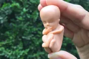 Candidato concientizó sobre el aborto con imágenes de bebés de 12 semanas en el vientre