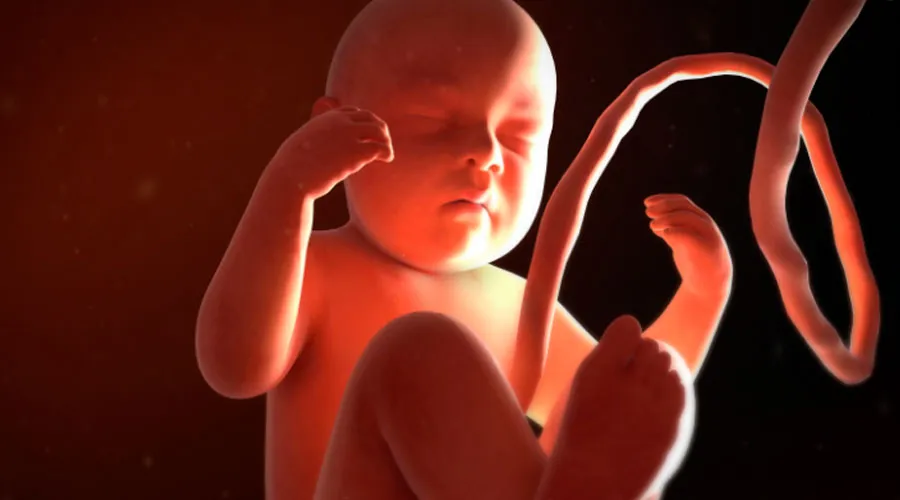 Bebé por nacer. Crédito: www.medicalgraphics.de (CC BY-ND 4.0)