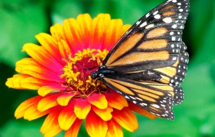 Foto referencial Pixabay dominio pu00fablico 