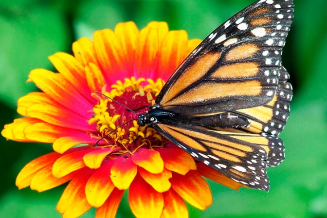 Papa Francisco: Que los artistas hagan brillar la belleza ante la indiferencia y fealdad