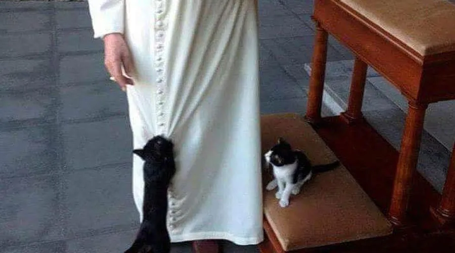 Benedicto XVI con dos gatos a sus pies. Crédito: Fundación Joseph Ratzinger - Benedicto XVI