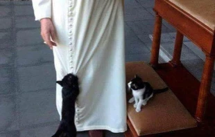 Benedicto XVI con dos gatos a sus pies. Cru00e9dito: Fundaciu00f3n Joseph Ratzinger - Benedicto XVI 
