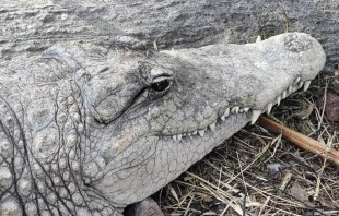 Imagen referencial. Cru00e9dito: David Ramos / ACI Prensa. 