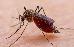 Imagen referencial. Cru00e9dito: Shutterstock 