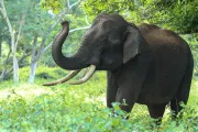 Un elefante podría ser considerado “persona” por el más alto tribunal de Nueva York