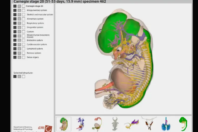 VIDEO: Atlas 3D revela desarrollo del embrión humano de forma nunca antes vista