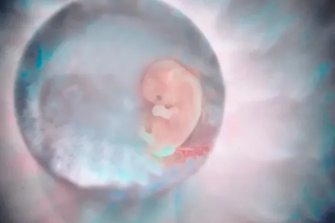Expertos critican que se vaya a extender el límite para experimentar con embriones humanos