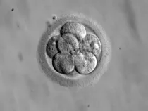 Embrión humano. Foto: Wikimedia Commons