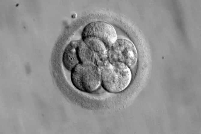 Derecho a Vivir denuncia proyecto de ley andaluz que permite investigación con embriones humanos