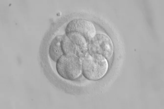 Industria de manipulación de embriones avanza aprovechando “buenas intenciones”, advierte experto