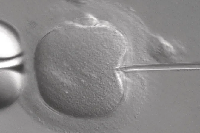 ¿Embriones con tres padres? “Serios riesgos médicos” a futuro