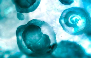 Modificaciu00f3n en embriones humanos. Cru00e9dito: Andrii Vodolazhskyi 