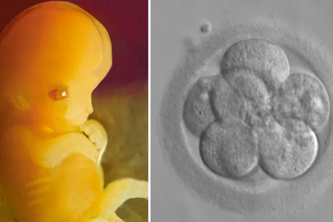 Nuevo estudio revela: Embrión humano es autónomo incluso fuera del vientre materno