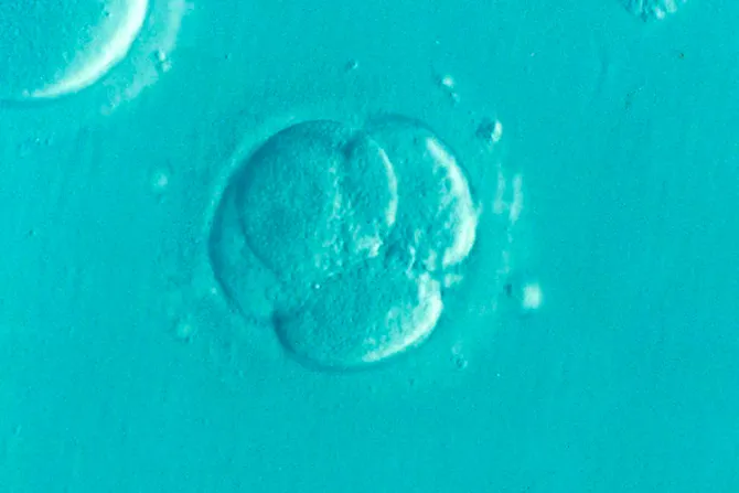 Millones de embriones podrían ser “abandonados” por clínicas de fertilización in vitro