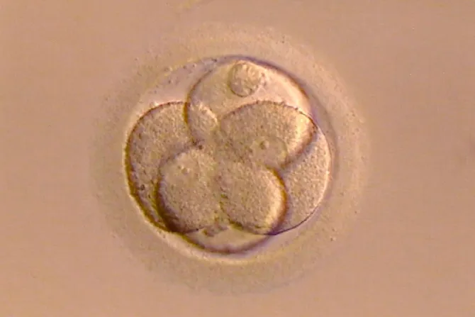 Confusión de embriones en Italia evidencia peligros de reproducción artificial