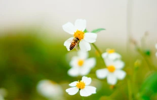 Imagen referencial. Foto: Pixabay / Dominio Pu00fablico. 