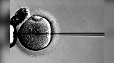 Científicos generan polémica al crear embrión “mitad humano, mitad cerdo”