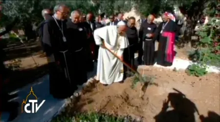 [VIDEO] El Papa Francisco planta un olivo argentino en el huerto de Getsemaní