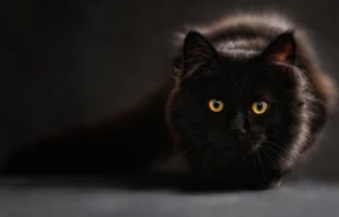 Foto referencial. Cru00e9dito: Pixabay 