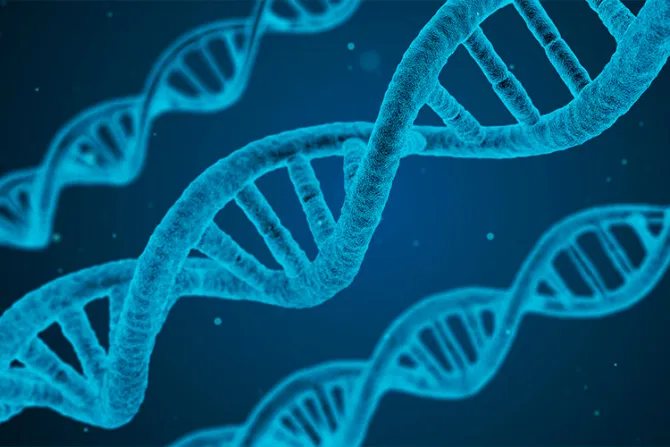 Nuevo estudio revela: Hay más de 6 mil genes que se expresan distinto en hombres y mujeres