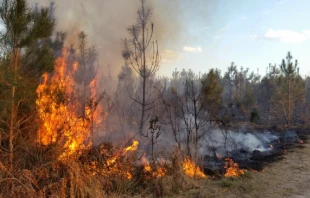 Imagen referencial. Cru00e9dito: Dominio pu00fablico 