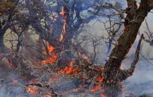 Los incendios afectan cerca de 300.000 hectu00e1reas. Cru00e9dito: CONAF Chile 