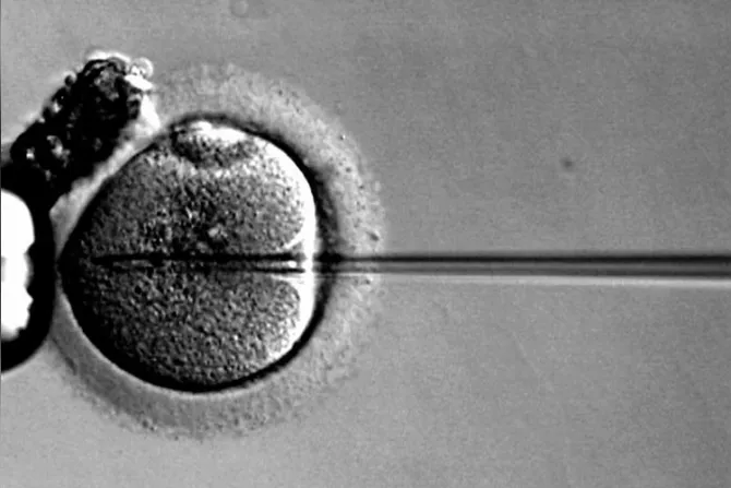 Reino Unido: Autorización de modificación genética de embriones es muy grave éticamente