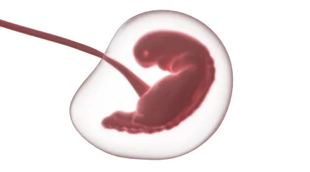 Prohíben en Carolina del Sur abortos cuando se detectan latidos del corazón en el feto