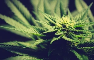 Imagen referencial / Planta de marihuana. Cru00e9dito: Esteban Lopez / Unsplash. 