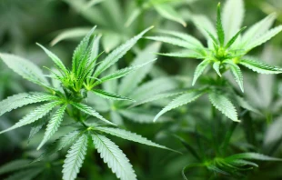 Planta de marihuana. Cru00e9dito: Pixabay 